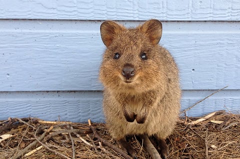 20 fun facts about quokkas, complete with adorable photos
