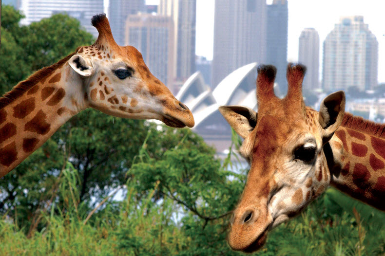 Taronga Zoo Entry and Return Ferry Combo