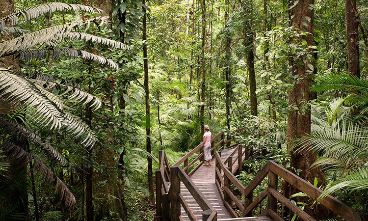 Explore the Daintree in Cairns