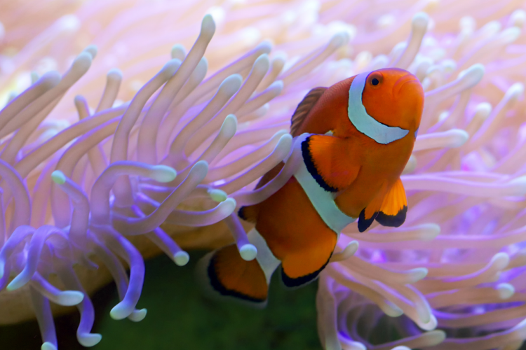 1. Clown fish in coral credit Tanya Puntti Shutterstock