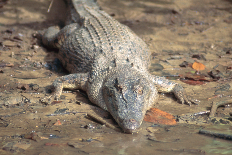 3. Crocodile in the Daintree Rainforest credit Peter Lik TEQ
