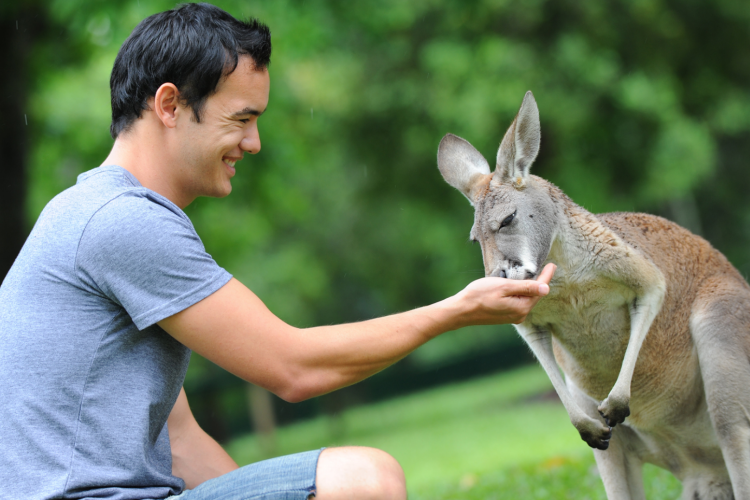 4. Feeding kangaroos at Australia Zoo
