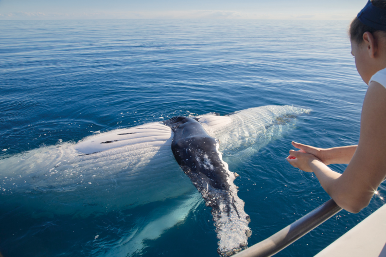 5. Whale watching in Hervey Bay credit Tracy Farr TEQ