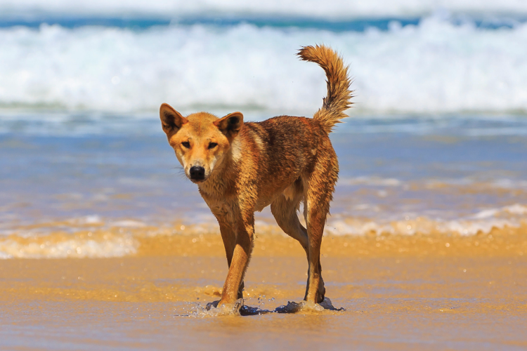 6. Dingo on Fraser Island credit Lauren Booth TEQ