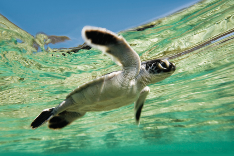 7. Green turtle hatchling at Lady Elliot Island credit Darren Jew TEQ