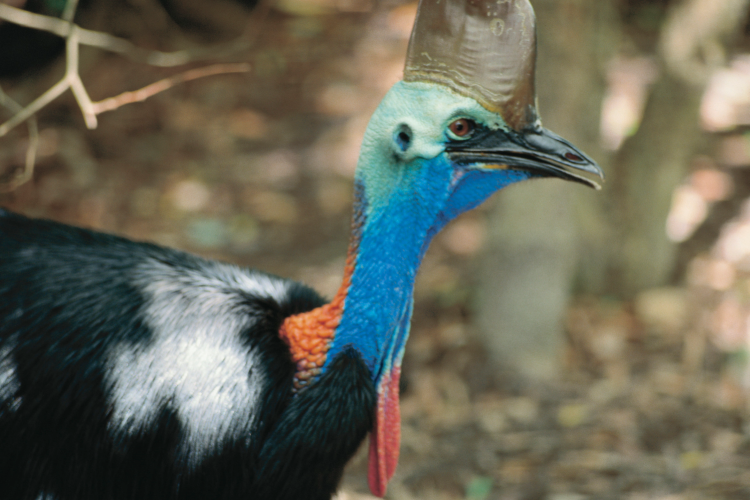 9. Cassowary credit Saif Ismalji TEQ