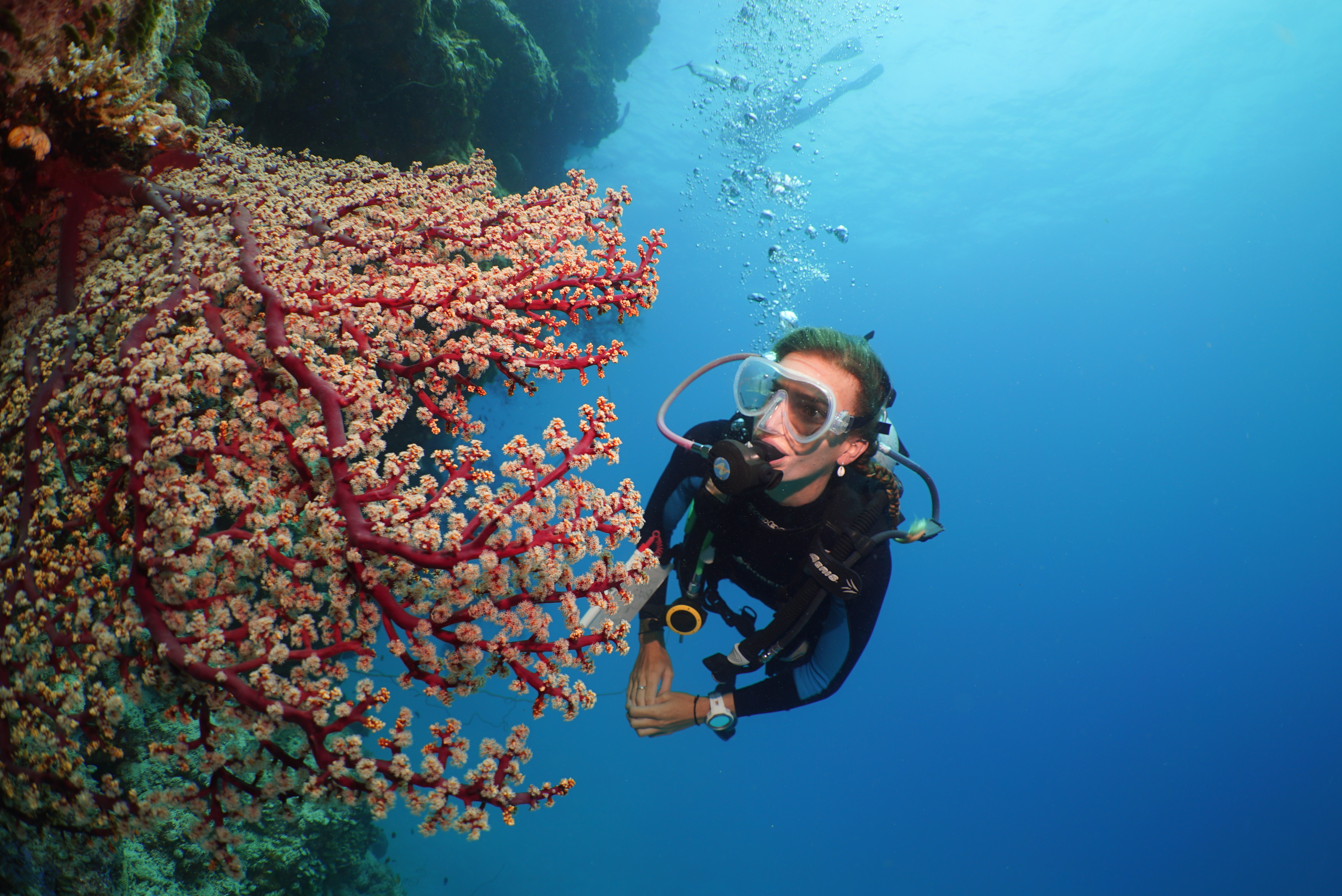 Great Barrier Reef Diver.JPG