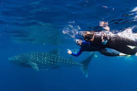 Exmouth Whale Shark Swim tile image