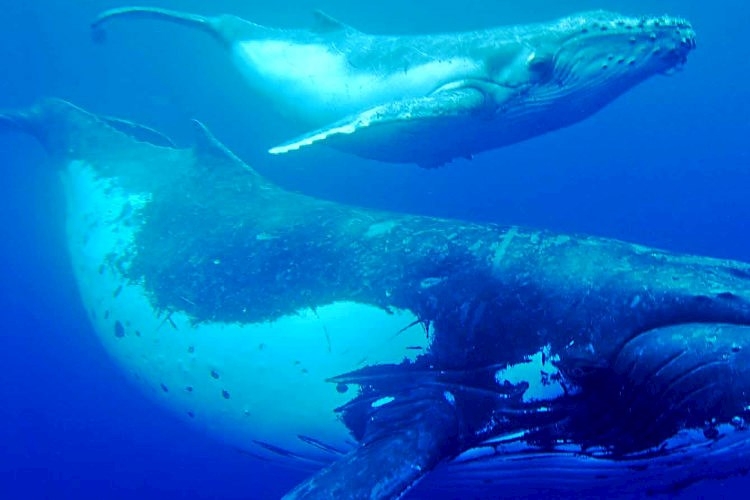Hervey Bay Whale Watch Underwater.jpg