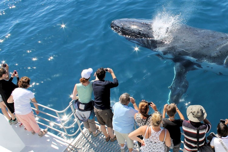 Hervey Bay Whale Watch Up Close.jpg