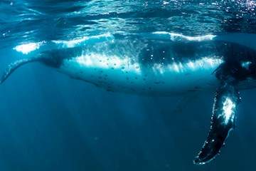 Humpback Whale Swim tile image