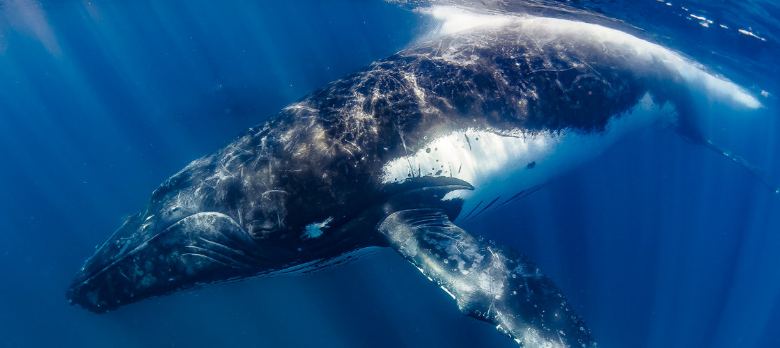 Whale Swim Whale.jpg