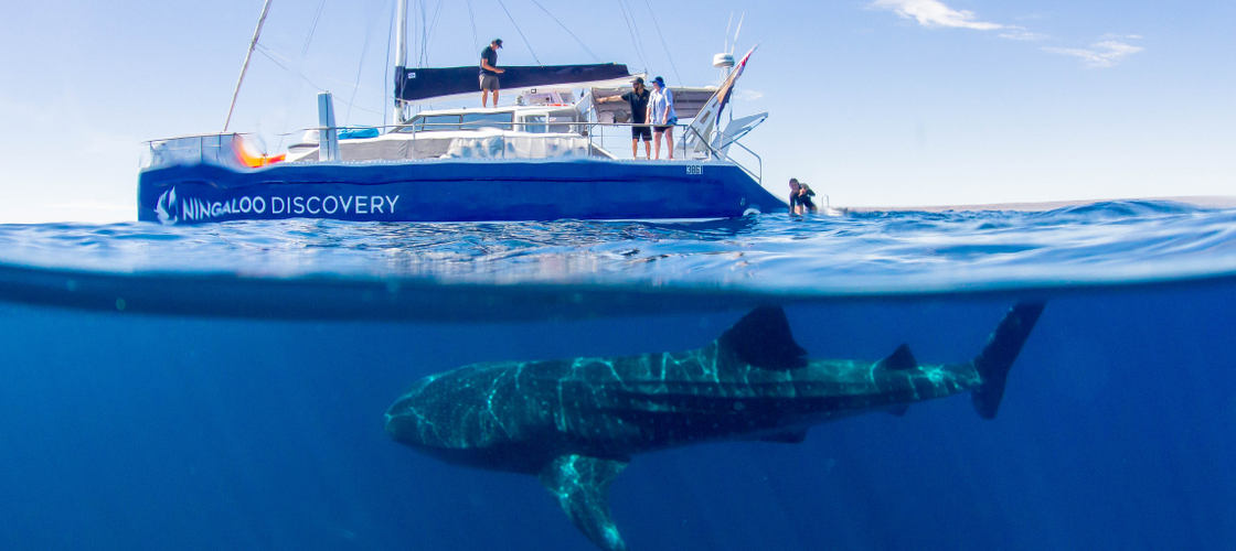 Whale Swimmer Boat.jpg