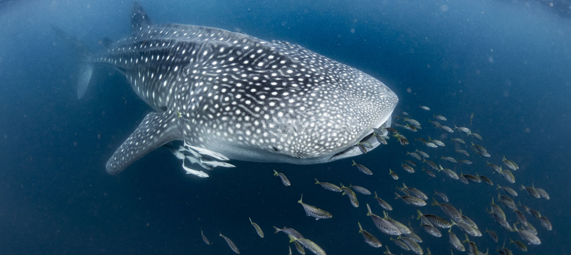 Whale Swimmer Whale.jpg