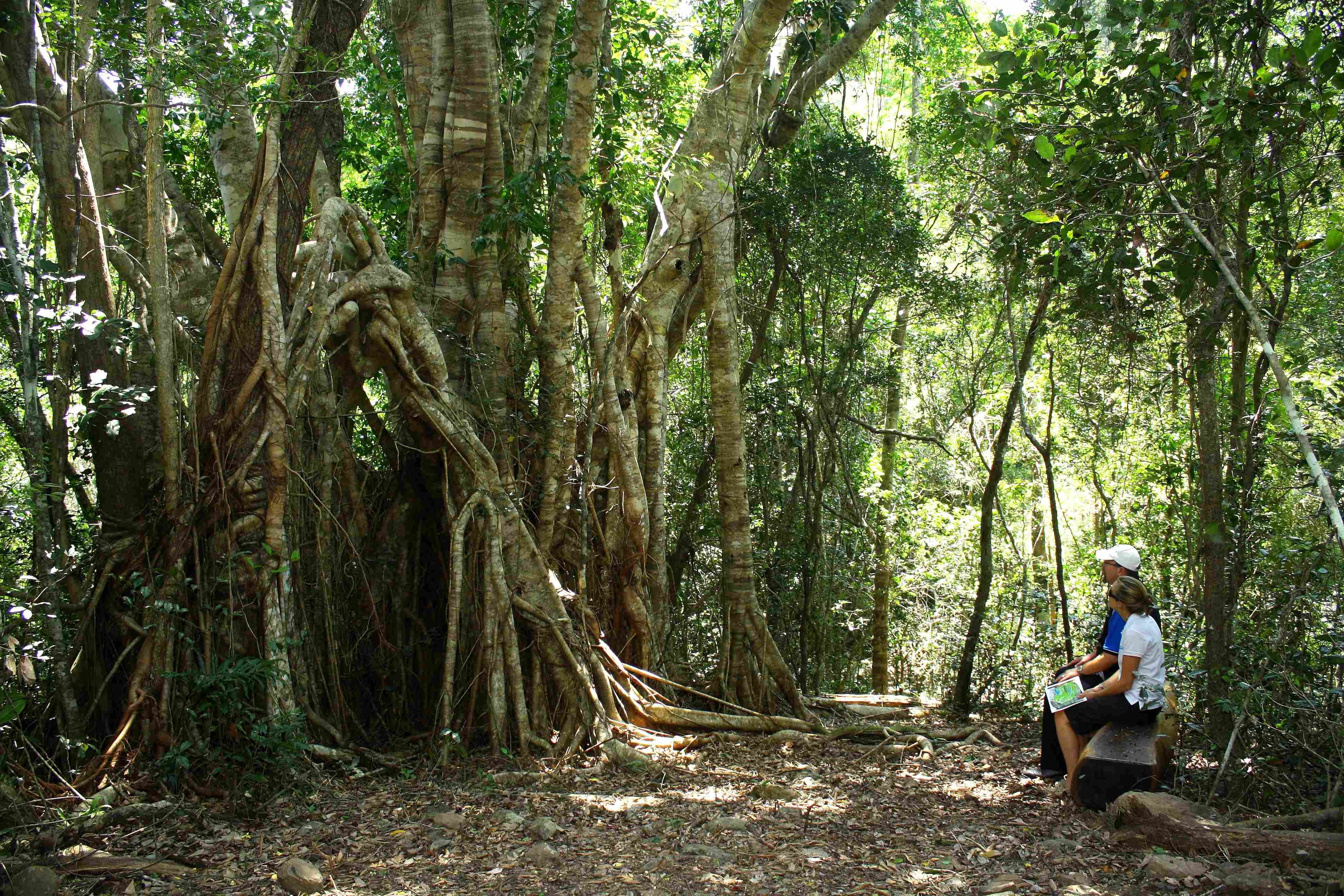 Airlie Creek walking track_CREDIT_TEQ.jpg