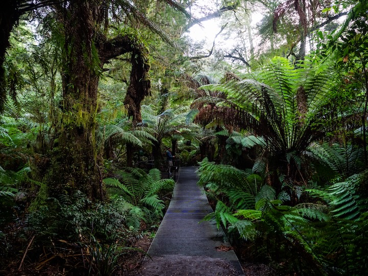 YHA Maits Rest Rainforest Walk 01 (1).jpg