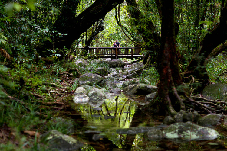 Daintree Rainforest