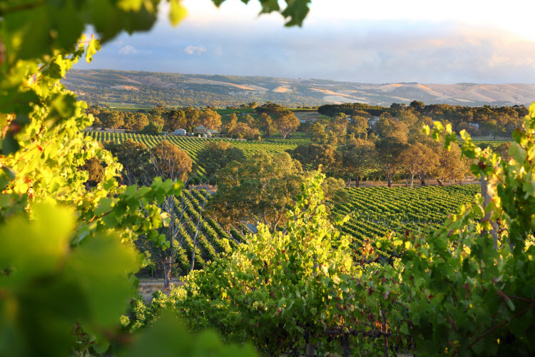 McLaren Vale credit Shutterstock