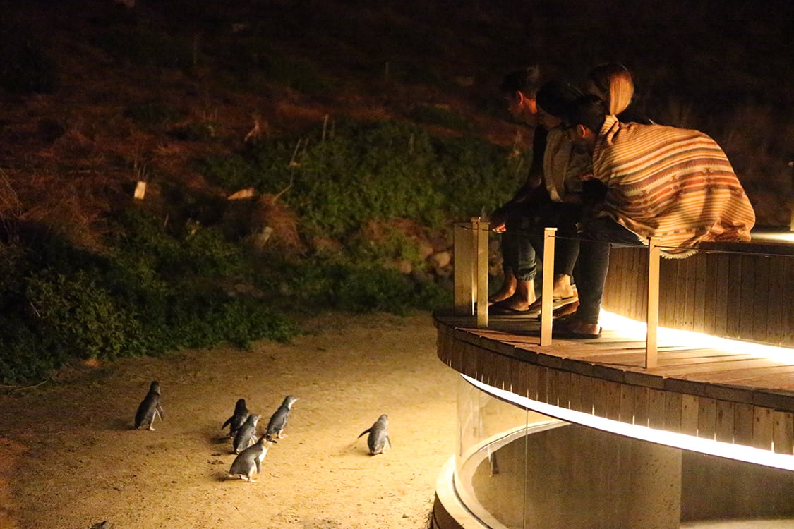 See the Penguins at the Penguin Parade