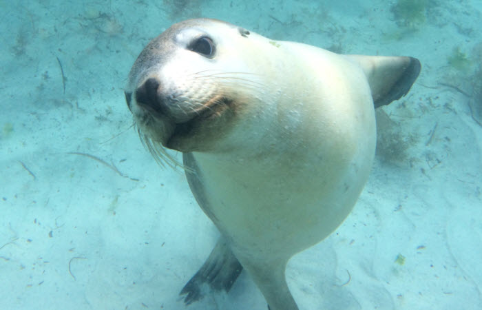 Sea lion