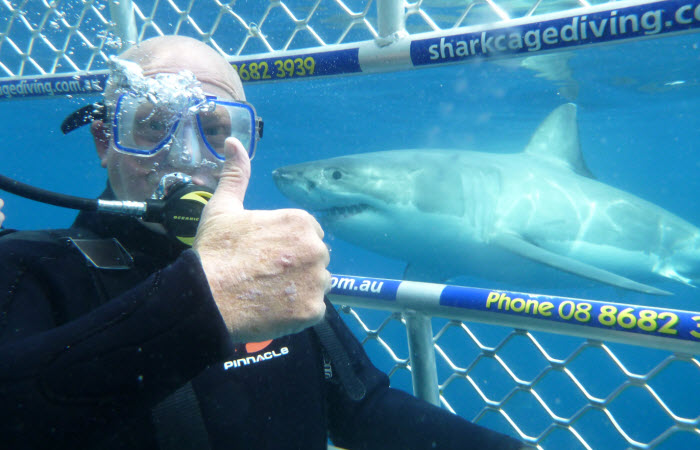 Shark cage dive