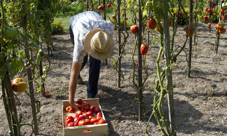 Farm work extend your visa in Australia