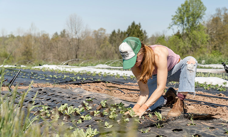 Farm work extend your visa in Australia