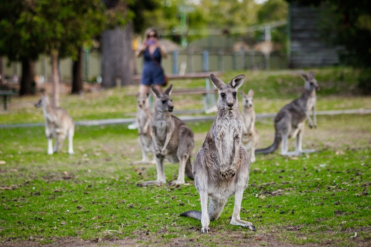 Story_Wildlife.jpg